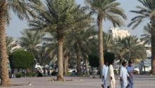 palm trees, Middle East date palm,